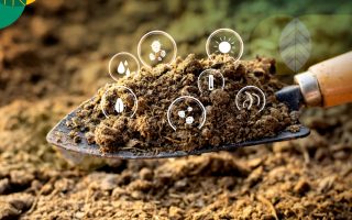 Post-Antibiotic Era: Strategi Bangun "Ketahanan Mikrobioma" untuk Lawan Superbug di 2025